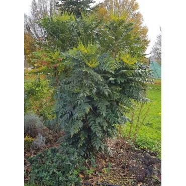 Mahonia x media 'Charity' / Conteneur de 3 à 4 litres