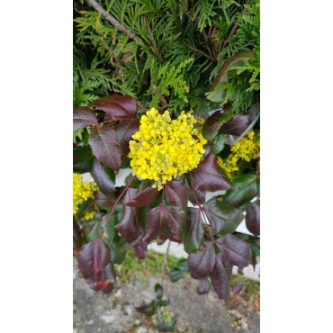 Mahonia aquifolium / Mahonia faux-houx / Conteneur de 3 à 4 litres