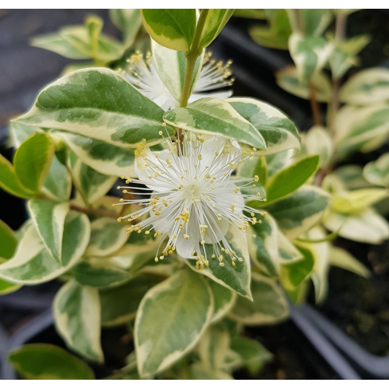 Myrtus communis 'Variegata' / Myrte compact panaché blanc / Godet / Aromatique