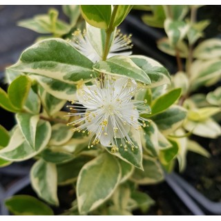 Myrtus communis 'Variegata' / Myrte compact panaché blanc / Godet / Aromatique