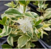 Myrtus communis 'Variegata' / Myrte compact panaché blanc / Godet / Aromatique