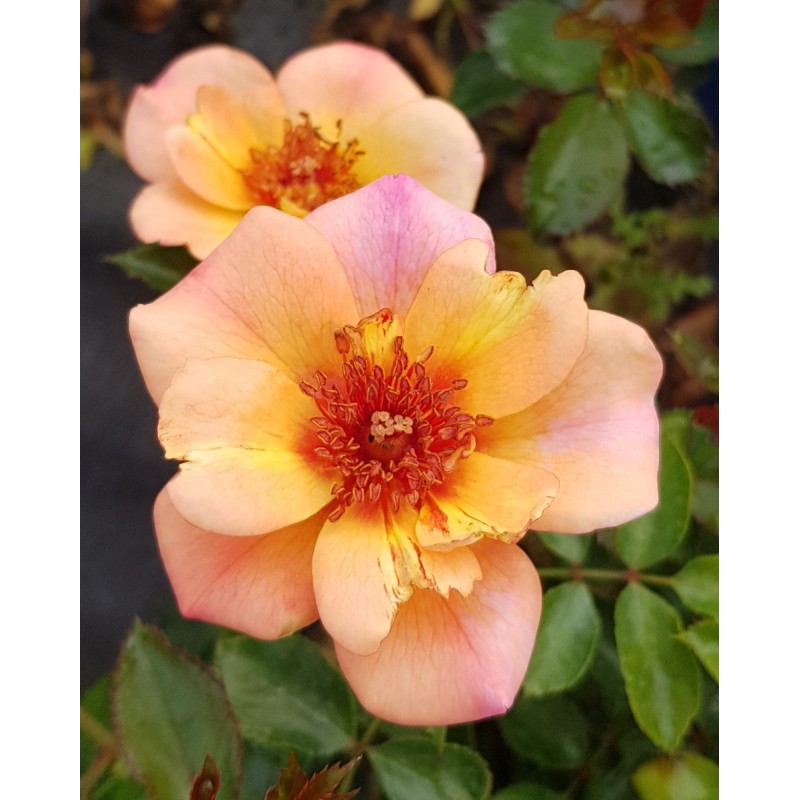 DECOROSIER BAÏA® / Rosier paysager rose orangé BAÏA® / Conteneur de 2 à 2.9 litres