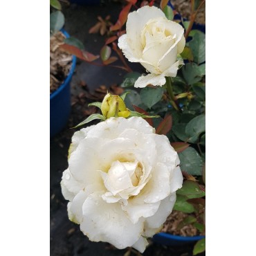 Rosa x Voluptia® LOVELY WHITE® / Rosier Buisson Voluptia® LOVELY WHITE® / Conteneur de 3 à 4 litres