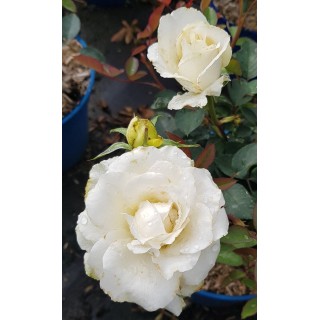 Rosa x Voluptia® LOVELY WHITE® / Rosier Buisson Voluptia® LOVELY WHITE® / Conteneur de 3 à 4 litres