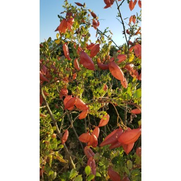 Caragana arborescens / Acacia jaune / Godet / Arbuste fruitier