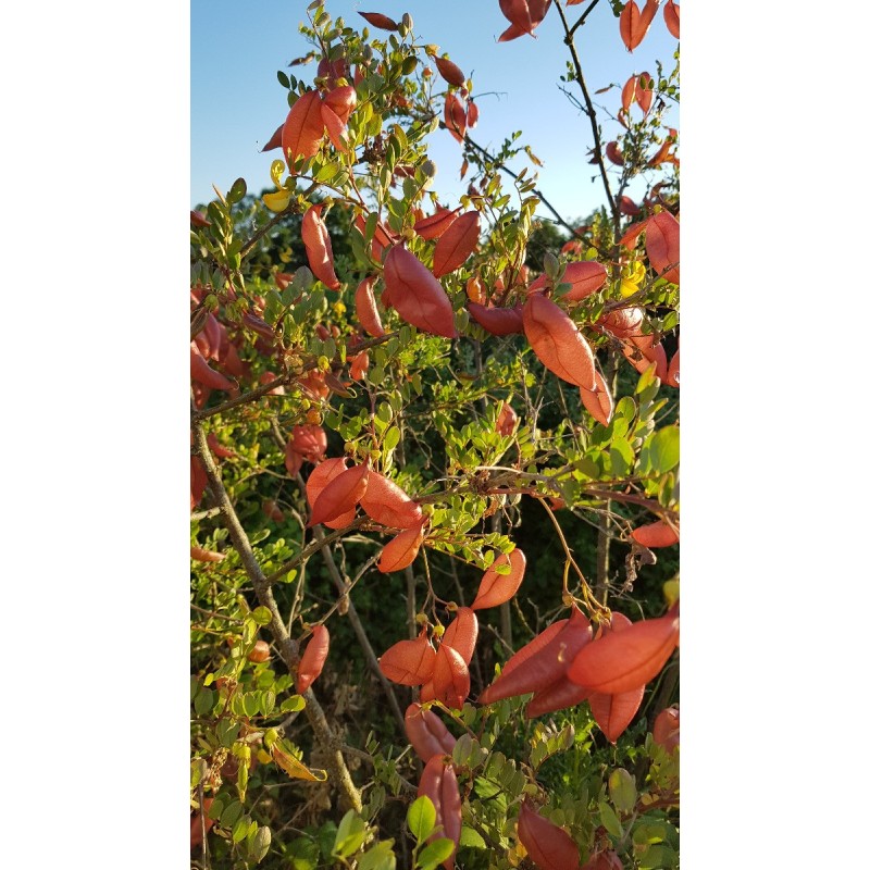 Caragana arborescens / Acacia jaune / Godet / Arbuste fruitier Caragana arborescens / Acacia jaune / Godet / Arbuste fruitier