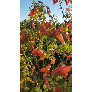 Caragana arborescens / Acacia jaune / Godet / Arbuste fruitier