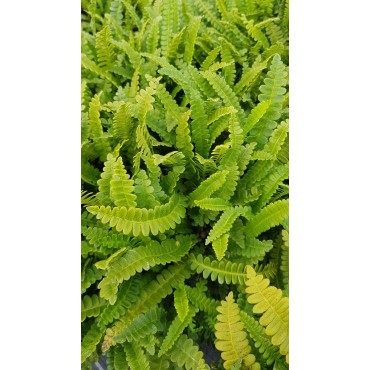 Blechnum penna-marina / Fougère du Chili / Conteneur de 3 à 4 litres