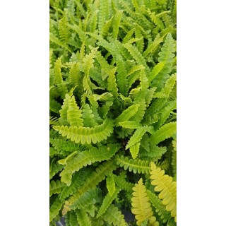 Blechnum penna-marina / Fougère du Chili / Conteneur de 3 à 4 litres