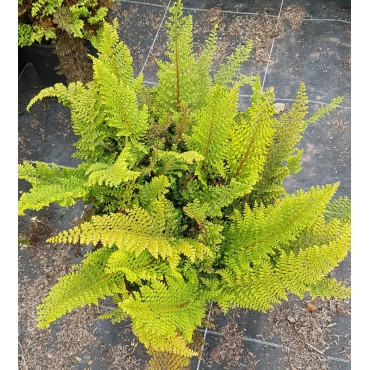 Polystichum setiferum 'Plumosum Densum' / Aspidie à cils raides / Conteneur de 3 à 4 litres