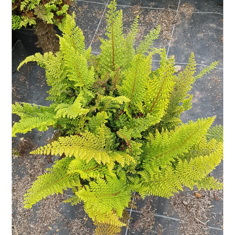 Polystichum setiferum 'Plumosum Densum' / Aspidie à cils raides / Conteneur de 3 à 4 litres Polystichum setiferum 'Plumosum Densum' / Aspidie à cils raides / Conteneur de 3 à 4 litres