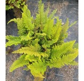 Polystichum setiferum 'Plumosum Densum' / Aspidie à cils raides / Conteneur de 3 à 4 litres