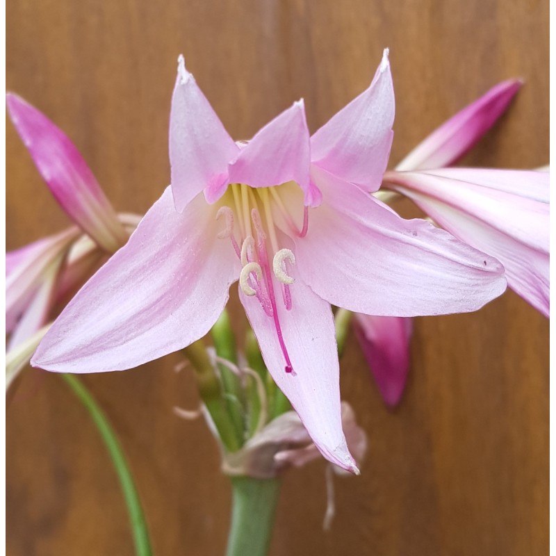 Crinum x powellii 'Rosea' / Crinole de Powell / Conteneur de 2 à 2.9 litres / Vivace bulbeuse Crinum x powellii 'Rosea' / Crinole de Powell / Conteneur de 2 à 2.9 litres / Vivace bulbeuse