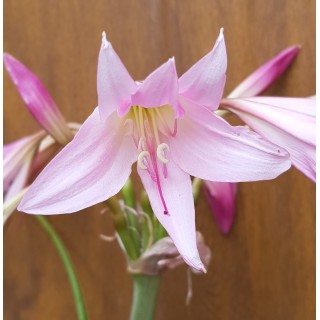 Crinum x powellii 'Rosea' / Crinole de Powell / Conteneur de 2 à 2.9 litres / Vivace bulbeuse