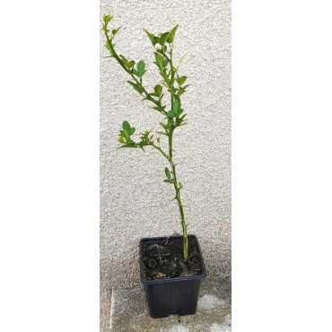 Poncirus trifoliata 'Kryder' (De semis) / Poncirus Kryder / Godet / Agrume