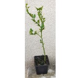 Poncirus trifoliata 'Kryder' (De semis) / Poncirus Kryder / Godet / Agrume