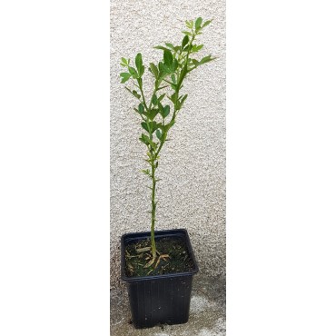 Poncirus trifoliata (L.) Raf. / Poncirus RICH 22-2 (100 grammes) / Graine / Sachet de 100 grammes