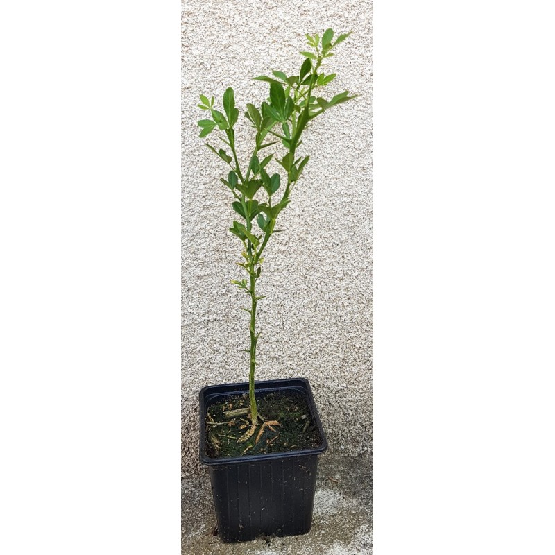 Poncirus trifoliata (L.) Raf. / Poncirus RICH 22-2 (100 grammes) / Graine / Sachet de 100 grammes Poncirus trifoliata (L.) Raf. / Poncirus RICH 22-2 (100 grammes) / Graine / Sachet de 100 grammes