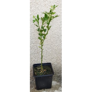 Poncirus trifoliata (L.) Raf. / Poncirus RICH 22-2 (100 grammes) / Graine / Sachet de 100 grammes