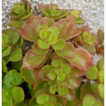 Sedum spurium / Orpin bâtard / Godet / Succulente