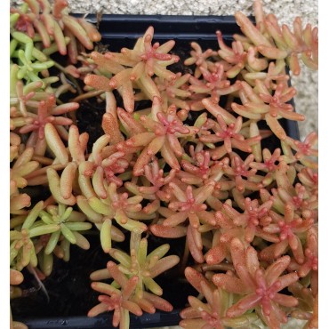 Sedum album / Orpin blanc / Godet / Succulente