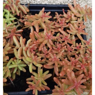 Sedum album / Orpin blanc / Godet / Succulente