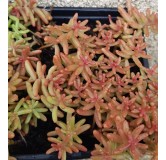 Sedum album / Orpin blanc / Godet / Succulente