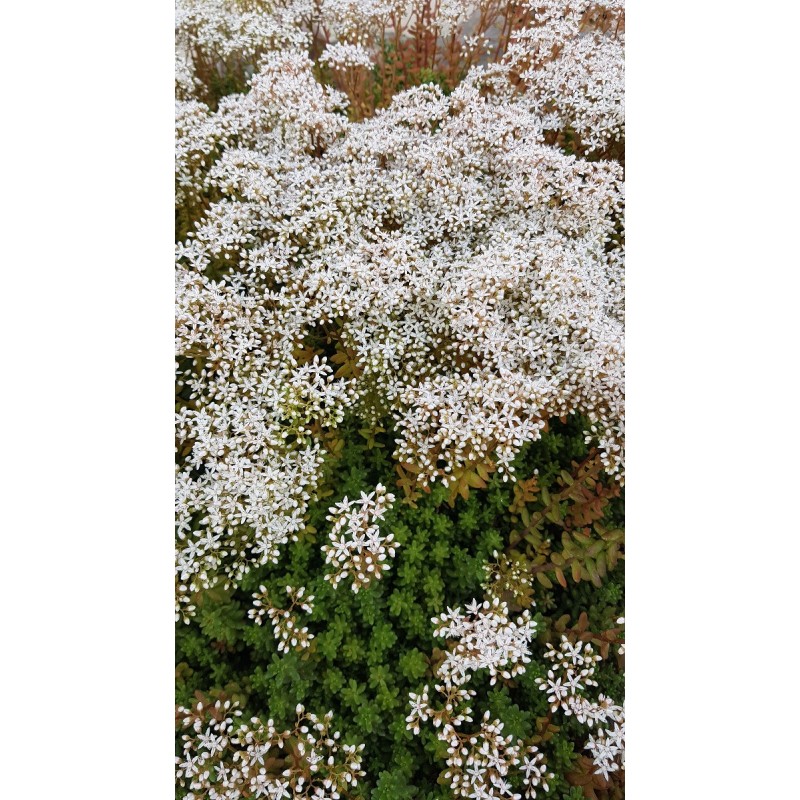 Sedum album 'Coral Carpet' / Orpin blanc / Conteneur de 2 à 2.9 litres / Succulente Sedum album 'Coral Carpet' / Orpin blanc / Conteneur de 2 à 2.9 litres / Succulente