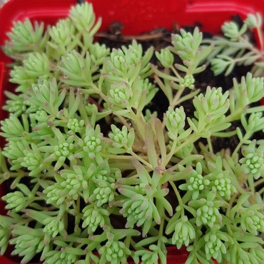 Sedum hispanicum 'Minus' / Orpin d'Espagne / Godet / Succulente
