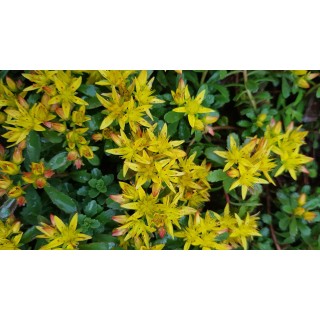 Sedum floriferum 'Weihenstephaner Gold' / Orpin jaune / Godet / Succulente
