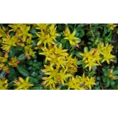 Sedum floriferum 'Weihenstephaner Gold' / Orpin jaune / Godet / Succulente