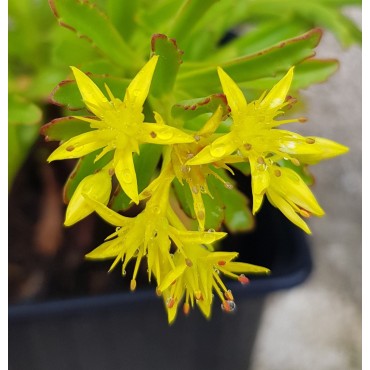 Sedum kamtschaticum var. floriferum 'Bracieux' / Orpin jaune / Godet / Succulente