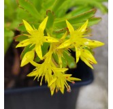 Sedum kamtschaticum var. floriferum 'Bracieux' / Orpin jaune / Godet / Succulente
