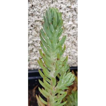 Sedum reflexum (rupestre) 'Blue Spruce' / Orpin des rochers / Conteneur de 3 à 4 litres / Succulente