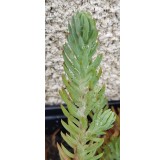 Sedum reflexum (rupestre) 'Blue Spruce' / Orpin des rochers / Conteneur de 3 à 4 litres / Succulente