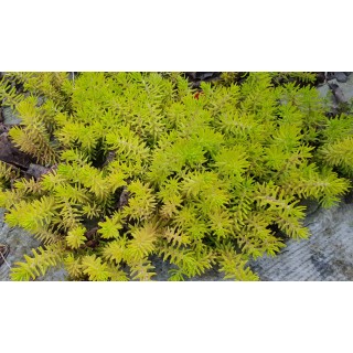 Sedum reflexum (rupestre) 'Angelina' / Orpin des rochers jaune / Conteneur de 3 à 4 litres / Succulente