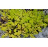 Sedum reflexum (rupestre) 'Angelina' / Orpin des rochers jaune / Conteneur de 3 à 4 litres / Succulente