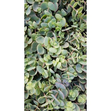 Sedum sieboldii / Orpin de Siebold / Conteneur de 2 à 2.9 litres / Succulente