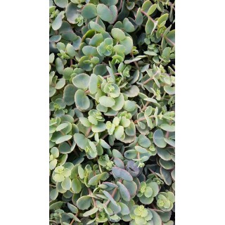 Sedum sieboldii / Orpin de Siebold / Conteneur de 2 à 2.9 litres / Succulente
