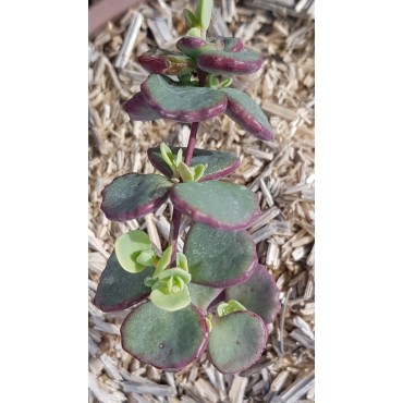 Sedum sieboldii 'Combo Pink' / Orpin de Siebold / Conteneur de 2 à 2.9 litres / Succulente