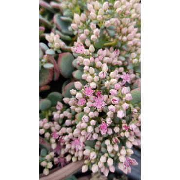 Sedum sieboldii 'Bright Pink ' / Orpin de Siebold / Conteneur de 2 à 2.9 litres / Succulente