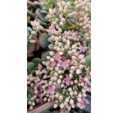 Sedum sieboldii 'Bright Pink ' / Orpin de Siebold / Conteneur de 2 à 2.9 litres / Succulente