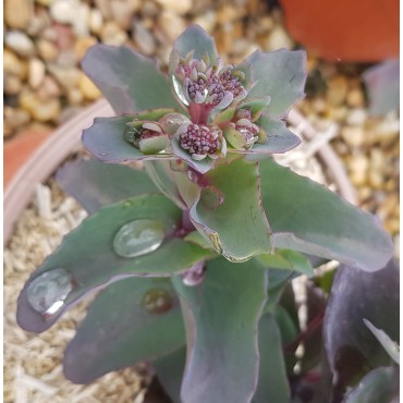Sedum telephium 'Seduction Hot Rose Dark Stems' / Orpin d'automne / Conteneur de 2 à 2.9 litres / Succulente