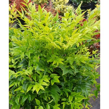 Nandina domestica MAGICAL® LEMON-LIME 'Lemlim' / Bambou sacré jaune / Conteneur de 3 à 4 litres