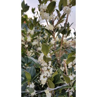 Osmanthus heterophyllus / Osmanthe à feuilles de houx / Conteneur de 3 à 4 litres
