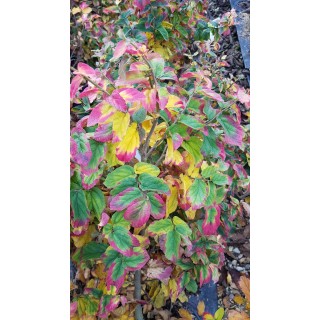 Parrotia persica 'Bella' / Hêtre de Perse / Conteneur de 3 à 4 litres / Baliveau / Arbre d'ornement