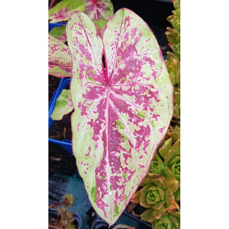 Caladium bicolor ‘Pink Cloud’ / Conteneur de 0.5 à 0.9 litres / Vivace bulbeuse Caladium bicolor ‘Pink Cloud’ / Conteneur de 0.5 à 0.9 litres / Vivace bulbeuse