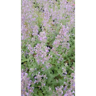 Nepeta x faassenii 'Six Hills Giant' / Menthe aux chats / Conteneur de 3 à 4 litres