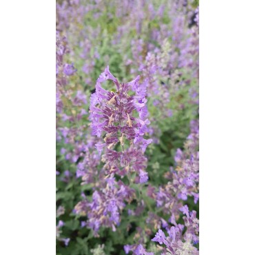 Nepeta x faassenii 'Walker's Low' / Menthe aux chats / Conteneur de 3 à 4 litres