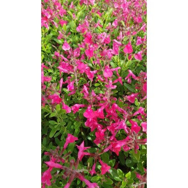 Salvia greggi MIRAGE 'Hot Pink'® / Sauge arbustive rose foncé / Conteneur de 3 à 4 litres / Vivace